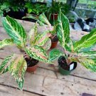 1 Live Plant - Aglaonema or Chinese Evergreen - Home Plant Garden #smfm3