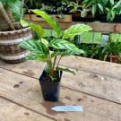 1 Live Plant - Aglaonema or Chinese Evergreen - Home Plant Garden #smfm3