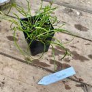 1 Live Plant - Hoya Retusa Grass Leaf - Home Plant Garden #smfm3