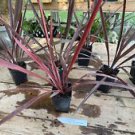 1 Live Plant - Cordyline Red Sensation - Home Plant Garden #smfm3
