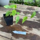 1 Live Plant - Passion Flower or Passiflora Alato-Caerulea Vine Blue - Home Plant Garden #smfm3