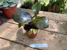 1 Live Plant - Philodendron Black Cardinal - Home Plant Garden #smfm3