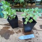 1 Live Plant - Peperomia Meridan Variegated - Home Plant Garden #smfm3