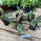 1 Live Plant - Philodendron Imperial Red - Home Plant Garden #smfm3