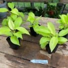 1 Live Plant - Philodendron Golden Goddess - Home Plant Garden #smfm3