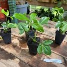 1 Live Plant - Philodendron Goeldii or Finger Leaf - Home Plant Garden #smfm3