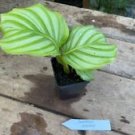 1 Live Plant - Calathea Orbifolia - Home Plant Garden #smfm3