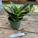1 Live Plant - Snake Plant or Sansevieria Jade Pagoda - Home Plant Garden #smfm3