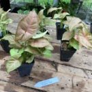 1 Live Plant - Syngonium or Arrowhead Plant Regina Red - Home Plant Garden #smfm3