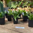 1 Live Plant - Thanksgiving Cactus or Schlumberbera Truncata - Home Plant Garden #smfm3