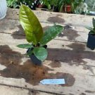 1 Live Plant - Anthurium Superbum - Home Plant Garden #smfm3