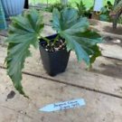 1 Live Plant - Begonia Cane Irene Nuss - Home Plant Garden #smfm3