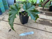 1 Live Plant - Begonia Cane Irene Nuss - Home Plant Garden #smfm3