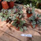 1 Live Plant - Peperomia San Marino - Home Plant Garden #smfm3