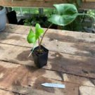 1 Live Plant - Alocasia or Elephant Ear Sting Ray - Home Plant Garden #smfm3