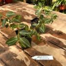 1 Live Plant - Peperomia Trivernis - Home Plant Garden #smfm3