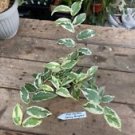 1 Live Plant - Ficus Sagittata Trailing Variegated - Home Plant Garden #smfm3