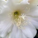 1 Live Plant - Orchid Cactus or Epiphyllum Eternity Rooted - Home Plant Garden #smfm3