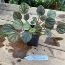 1 Live Plant - Peperomia Peppermill - Home Plant Garden #smfm3