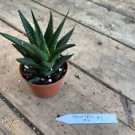 1 Live Plant - Haworthia or Zebra Plant - Home Plant Garden #smfm3