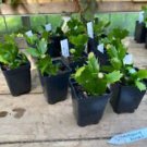 1 Live Plant - Thanksgiving Cactus or Schlumberbera Truncata - Home Plant Garden #smfm3