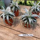 1 Live Plant - Bromeliad Dyckia Pale Ryder - Home Plant Garden #smfm3