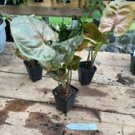 1 Live Plant - Syngonium or Arrowhead Plant Plum Allusion - Home Plant Garden #smfm3