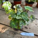 1 Live Plant - Begonia Aces High - Home Plant Garden #smfm3
