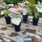 1 Live Plant - Syngonium or Arrowhead Plant Regina Red - Home Plant Garden #smfm3