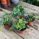 1 Live Plant - Peperomia Mini Watermelon or Sandersii Argyreia - Home Plant Garden #smfm3