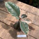1 Live Plant - Ficus Elastica or Rubber Plant Ruby Pink - Home Plant Garden #smfm3
