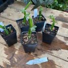 1 Live Plant - Cissus Quadularis or Veld Grape - Home Plant Garden #smfm3