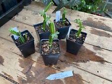 1 Live Plant - Cissus Quadularis or Veld Grape - Home Plant Garden #smfm3