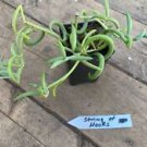 1 Live Plant - String Of Hooks or Senecio Radicans Succulent - Home Plant Garden #smfm3