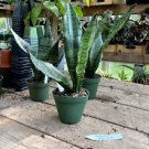 1 Live Plant - Snake Plant or Sansevieria Black Coral - Home Plant Garden #smfm3