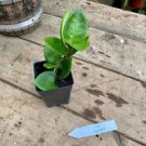 1 Live Plant - Hoya Chelsea Wax Flower Porcelain Flower - Home Plant Garden #smfm3
