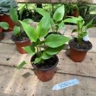 1 Live Plant - Anthurium Big Red Bird - Home Plant Garden #smfm3