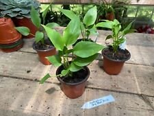 1 Live Plant - Anthurium Big Red Bird - Home Plant Garden #smfm3