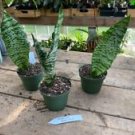 1 Live Plant - Snake Plant or Sansevieria Black Coral - Home Plant Garden #smfm3