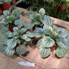 1 Live Plant - Peperomia Frost - Home Plant Garden #smfm3