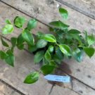 1 Live Plant - Lipstick Plant or Aeschynanthus - Home Plant Garden #smfm3