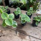 1 Live Plant - Oregano Cuban Variegated - Home Plant Garden #smfm3