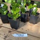 1 Live Plant - Thanksgiving Cactus or Schlumberbera Truncata - Home Plant Garden #smfm3