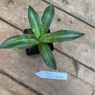 1 Live Plant - Agave Lophantha Center or Middle Stripe - Home Plant Garden #smfm3