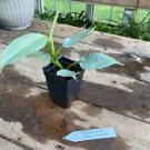 1 Live Plant - Philodendron Silver Sword Hastatum - Home Plant Garden #smfm3