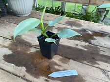 1 Live Plant - Philodendron Silver Sword Hastatum - Home Plant Garden #smfm3