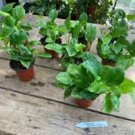 1 Live Plant - Pothos or Devil's Ivy Global Green - Home Plant Garden #smfm3
