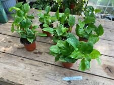 1 Live Plant - Pothos or Devil's Ivy Global Green - Home Plant Garden #smfm3