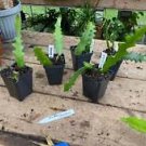 1 Live Plant - Orchid Cactus 2.5" Tall Pot Rooted Starter Plant - Home Plant Garden #smfm3