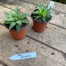1 Live Plant - Aloe Aristata or Lace Aloe - Home Plant Garden #smfm3
